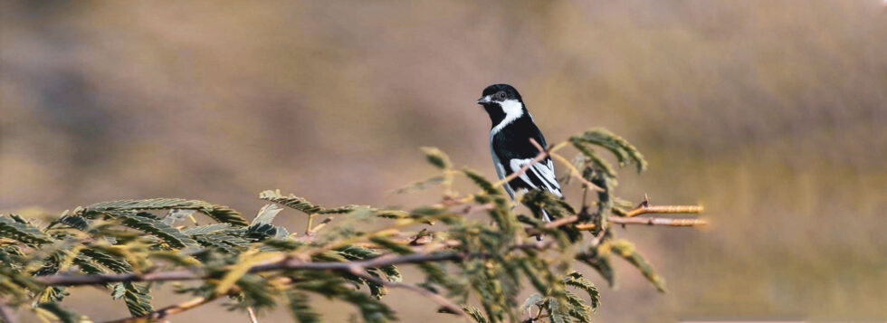 Chhari-Dhand-Wetland-Reserve-Banner-980×357