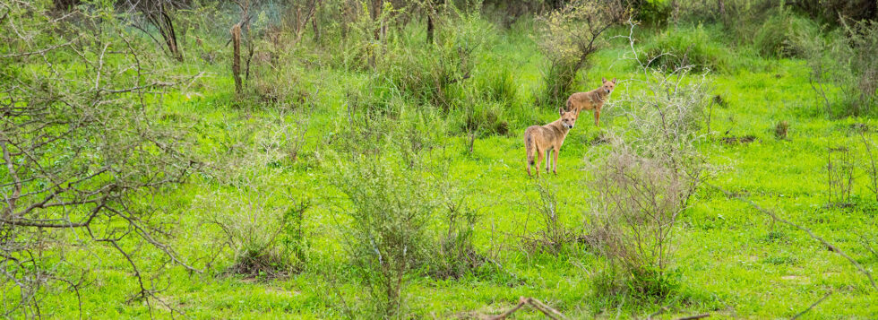 Gaga-Wildlife-Sanctuary-Banner-980×357