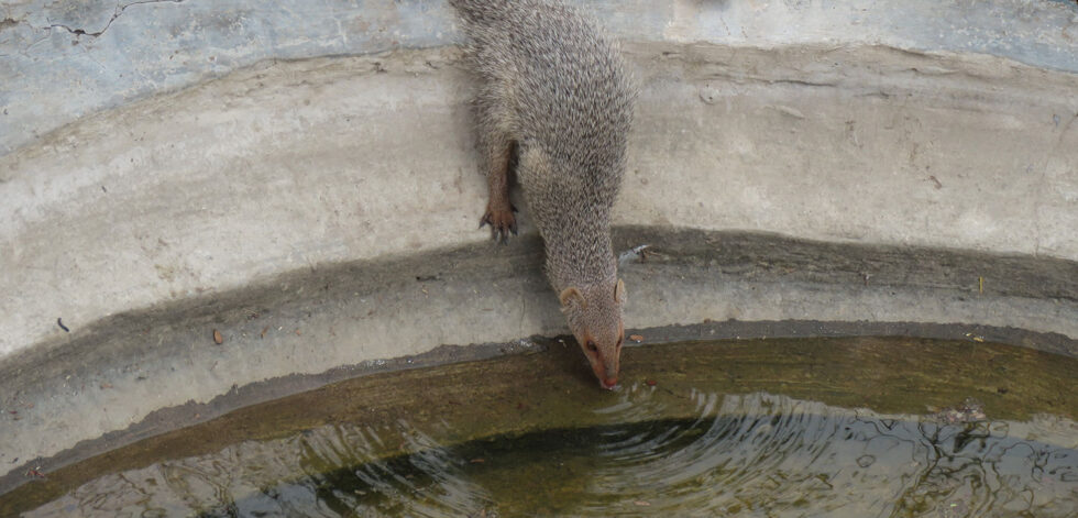 Hingolgadh-Nature-Education-Sanctuary-1-980×471