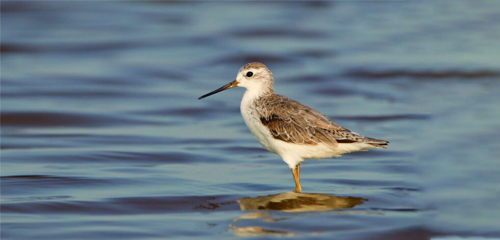 Nalsarovar-Bird-Sanctuary-1-980×471