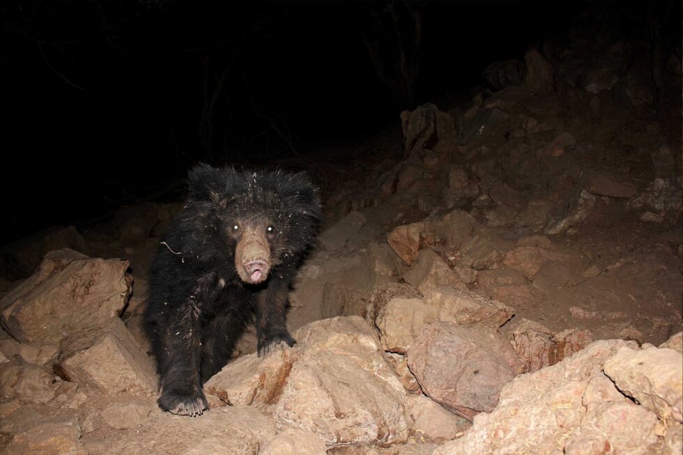 Ratanmahal-Sloth-Bear-Sanctuary-980×653