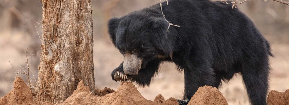 Ratanmahal-Sloth-Bear-Sanctuary-banner-980×357