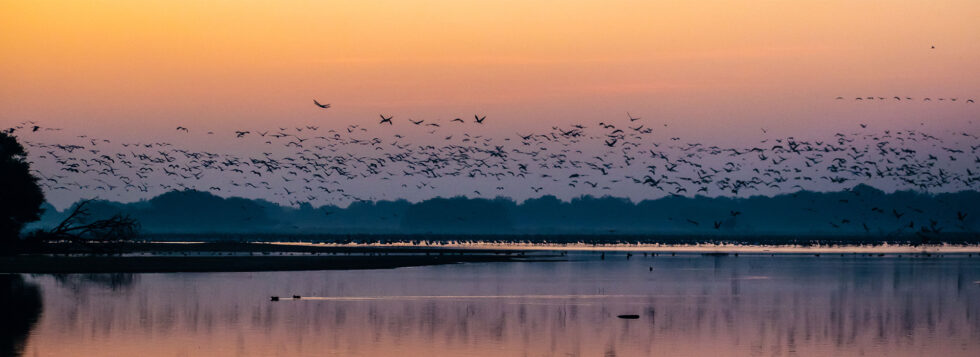 Thol-lake-Sanctuary-Banner-980×357