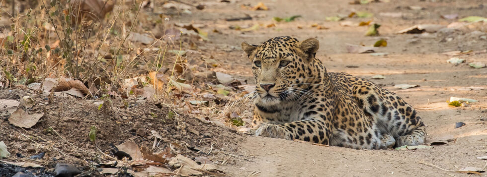 Vansda-National-Park-Banner-980×357